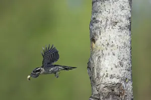 Tridactylus: Three-Toed Woodpecker - Removing Excreta from Nest Hole