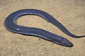 Toes: Three-Toes Amphiuma