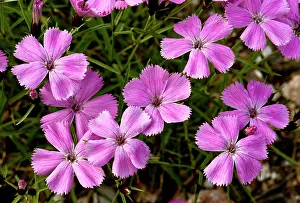 Dianthus: Three-veined Pink - in flower
