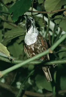 Bell: Three-wattled Bell Bird - Male
