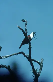 Wattled: Three-wattled Bellbird