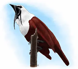 Wattled: Three-wattled Bellbird