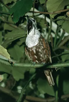 Bellbirds: Three-wattled Bellbird - Male, with beak open