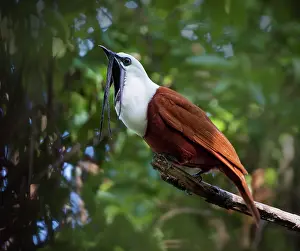 Wattled: Three-wattled Bellbird (Procnias tricarunculatus