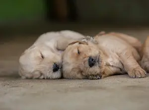 Week: Three-week-old Golden Retriever puppies (Canoidea)