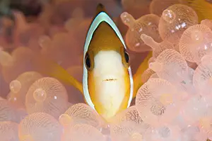 Anemonefish: Threeband Anemonefish - in Bulb Tentacle Sea Anemone