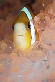 Anemonefish: Threeband Anemonefish - in Bulb Tentacle Sea Anemone