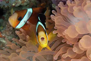 Anemonefish: Threeband Anemonefish - with mouth open in aggressive