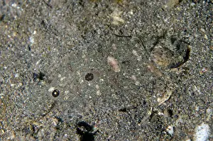 Jemeluk: Threesport Flounder - Jemeluk Wall dive site, Amed