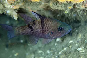 Cardinalfish: Threespot Cardinalfish Nudi Falls dive site, Lembeh