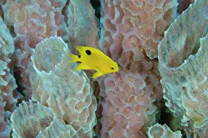 Vase: Threespot Damselfish Juvenile (Stegastes