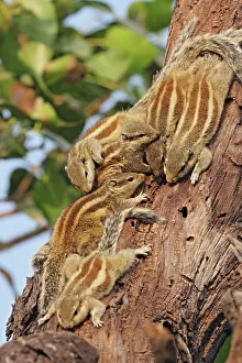 Warmth: Threestriped Palm Squirrels cuddled together, Keoladeo