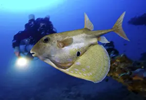 Assembly: Threetooth puffer, Triodon macropterus, swimming