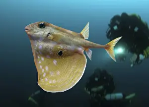 Assembly: Threetooth puffer, Triodon macropterus, swimming