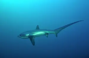 Thresher: Thresher / Foxtail Shark