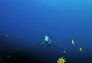 Thresher: Thresher / Foxtail Shark