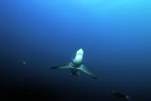 Thresher: Thresher / Foxtail Shark