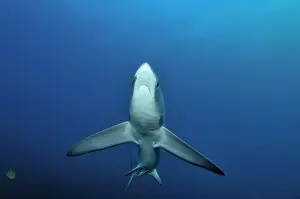 Thresher: Thresher / Foxtail Shark