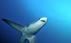 Thresher: Thresher / Foxtail Shark