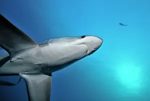 Thresher / Foxtail Shark