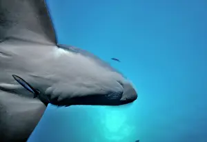Thresher: Thresher / Foxtail Shark