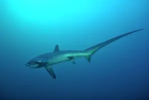 Thresher: Thresher / Foxtail Shark
