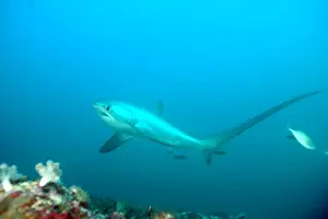 Sharks: Thresher shark, Alopias vulpinus, endangered, IUCN, , Monad