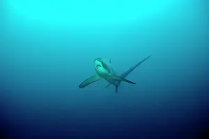 Sharks: thresher shark, Alopias vulpinus, Vulnerable, IUCN, , Monad