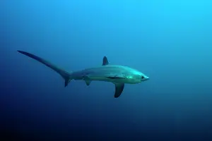 Sharks: thresher shark, Alopias vulpinus, Vulnerable, IUCN, , Monad