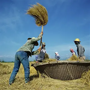 Scarf: Threshing rice, Thailand