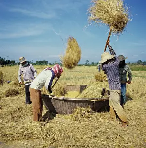 Scarf: Threshing rice, Thailand