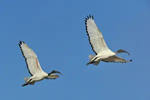 Threskiornis: Threskiornis aethiopicus Pelecaniformes