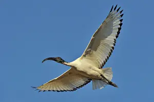 Threskiornis: Threskiornis aethiopicus Pelecaniformes