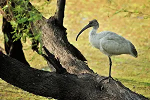 Melanocephalus: Threskiornis melanocephalus Pelecaniformes