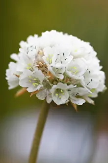 Armeria: Thrift
