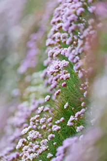 Armeria: Thrift