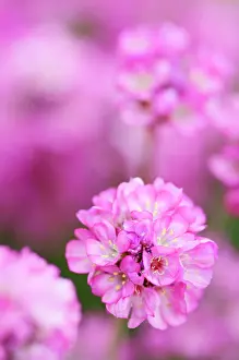 Armeria: Thrift
