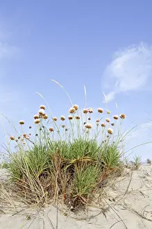 Armeria: Thrift