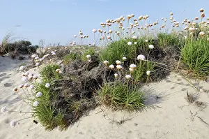 Armeria: Thrift