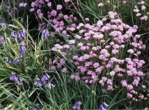 Thrift: THRIFT & BLUEBELLS