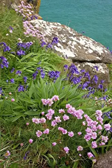 Armeria: Thrift - and Bluebells on the West coast of The
