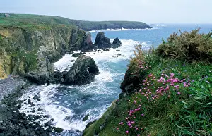 Armeria: Thrift on cliff top