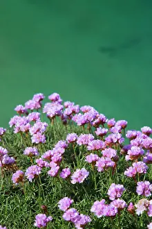 Armeria: Thrift - on cliff edge