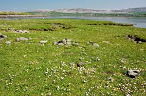 Armeria: Thrift in coastal pasture/saltmarsh on the Rine