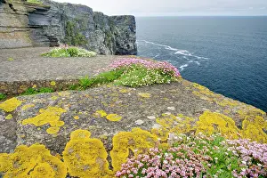 Armeria: Thrift covered cliffs