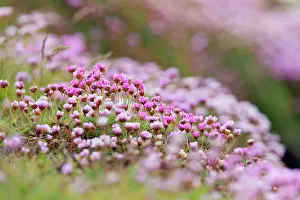 Armeria: Thrift Flowers