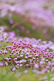 Armeria: Thrift Flowers