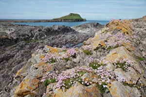 Outcrops: Thrift flowers - on rocky outcrops