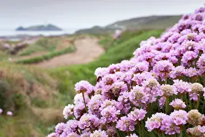 Armeria: Thrift - Godrevy