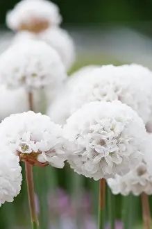 Armeria: Thrift Great thrift Ballerina White, Armeria pseudarmeria